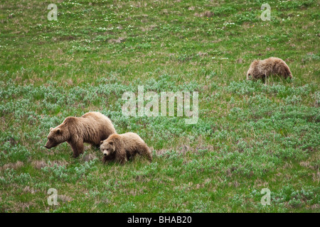 A grizzly sow and two older cubs walk and feed on the tundra in Sable Pass, Denali National Park, Alaska Stock Photo
