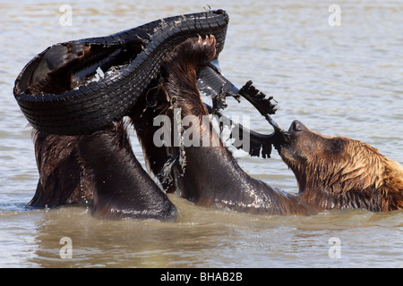 CAPTIVE Brown bear in the water playing with an old tire at the Alaska Wildlife Conservation Center in Southcentral Alaska Stock Photo