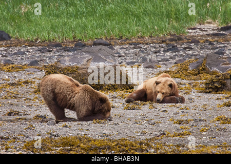 Brown bear digs for clams  while a second bear rests on the beach, Geographic Harbor, Katmai National Park, Southwest Alaska Stock Photo