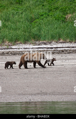 Grizzly sow walks with young cubs along the coastline at Katmai National Park, Alaska