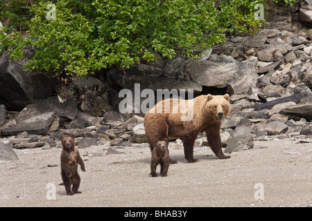 A spring cub stands up while walking on a beach with mother and sibling in Geographic Harbor, Katmai National Park, Alaska Stock Photo