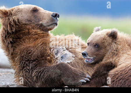 Brown bear sow nursing her spring cub in Hallo Bay, Katmai National Park, Southwest Alaska, Summer Stock Photo