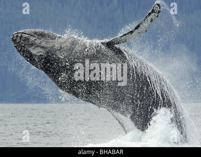 Humpback whale breaching near Juneau during Summer in Southeast Alaska Stock Photo