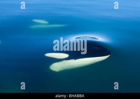 Orca Whale surfaces in Lynn Canal, Inside Passage, Alaska Stock Photo