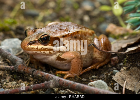 Close-up view of a wood frog in Anchorage, Southcentral Alaska Summer Stock Photo