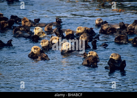 Group of sea otters floating in Sitka Sound, near Sitka, Southeast Alaka, Summer Stock Photo