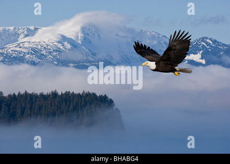 Bald Eagle in flight over the Inside Passage with Tongass National Forest in the background, Alaska , COMPOSITE Stock Photo