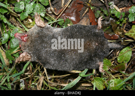 Dead European Mole Talpa europaea Stock Photo