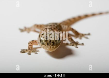 Little gecko isolated on white background Stock Photo