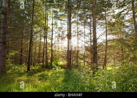 Sun shining through a Forest of Scots Pine Trees Stock Photo