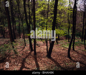 Beech woods at Wickersley in South Yorkshire - Listerdale Woods or the Denes Stock Photo