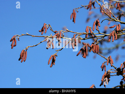 Manchurian Alder Catkins, Alnus hirsuta (syn A. inokumai, A. incana, A. sibirica A. tinctoria), Betulaceae, South Siberia, China Stock Photo