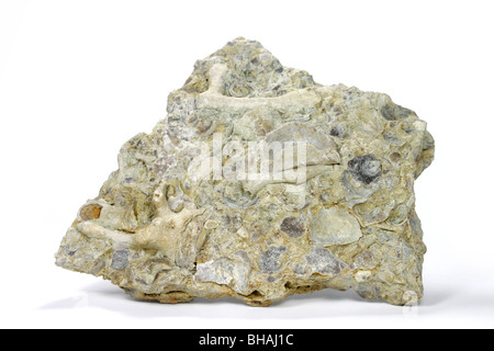 Limestone rock composed largely of coral and shell fragments Stock Photo