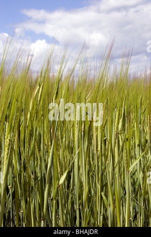 maturing barley crop Stock Photo