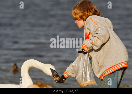 Boy feeding trumpeter swan at edge of lagoon-Victoria, British Columbia, Canada. Stock Photo