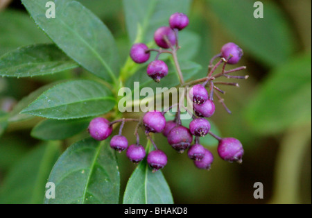 Evergreen Hydrangea Berries, Dichroa versicolor, Hydrangeaceae, China, Asia Stock Photo