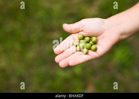 child holding green holly berries Stock Photo