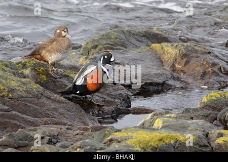Harlequin ducks perched on rocky shoreline-Victoria, British Columbia, Canad. Stock Photo