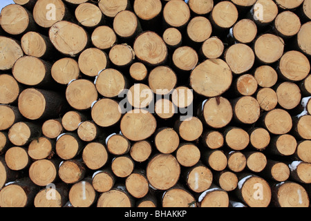 logs piled up in a forest. Photo by Willy Matheisl Stock Photo