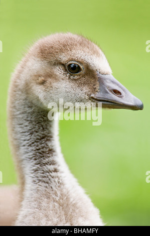 Hawaiian Goose Gosling Stock Photo