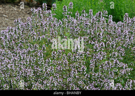 Wild thyme / Creeping thyme (Thymus serpyllum) in flower Stock Photo