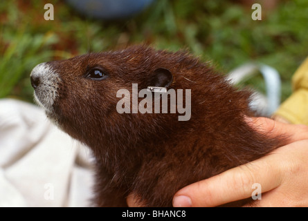 Vancouver Island marmot Marmota vancouverensis endangered species with ear tag Stock Photo