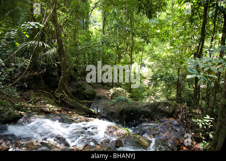 Khao Phra Thaeo National Park in Phuket Stock Photo