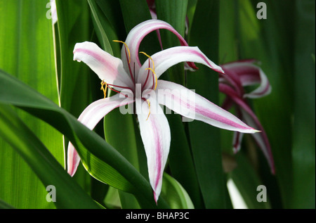 Giant Spider Lily or Giant Swamplily, Crinum amabile, Amaryllidaceae, Sumatra, South East Asia Stock Photo