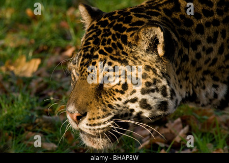 A close-up of a Jaguar head (Panthera onca) at Cromer, Norfolk, England, UK Stock Photo