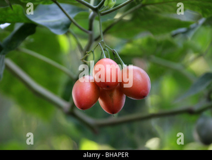 Fruit of the Tamarillo or Tree Tomato, Solanum betaceum (formerly Cyphomandra betacea), Solanaceae, Andes, South America. Stock Photo
