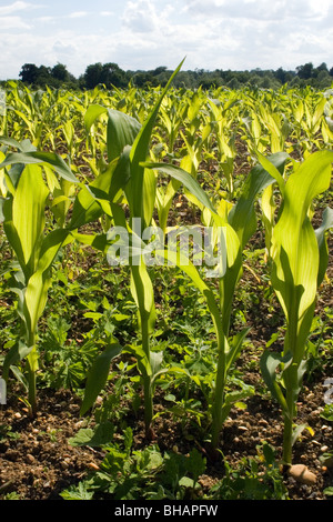 young maize crop Stock Photo