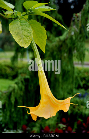 Flower of a Brugmansia also known as an Angels Trumpet Stock Photo
