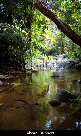 Khao Phra Thaeo National Park in Phuket Stock Photo