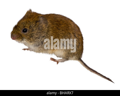 Bank Vole against a white background. Stock Photo