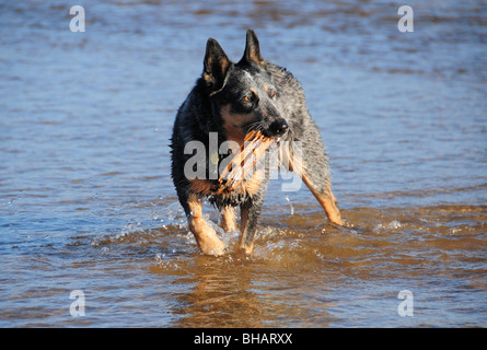 An Australian Cattle Dog, a Blue Heeler, plays in the Rillito River in the Sonoran Desert, Tucson, Arizona, USA. Stock Photo