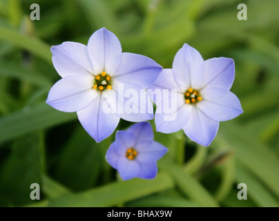 Spring Starflower, Ipheion uniflorum, Alliaceae Stock Photo