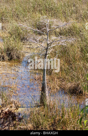 Dwarf Cypress Tree in Everglades National Park Stock Photo
