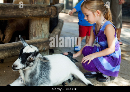 Girl gently brushing goat in the children's petting section of Audubon Zoo. Stock Photo