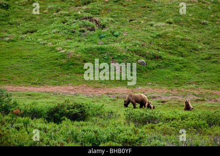 Brown Bear sow with two cubs, Denali National Park, Interior Alaska, Summer Stock Photo