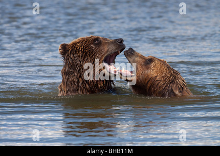 CAPTIVE Grizzly bears playing in the water at the Alaska Wildlife Conservation Center, Southcentral Alaska, Stock Photo