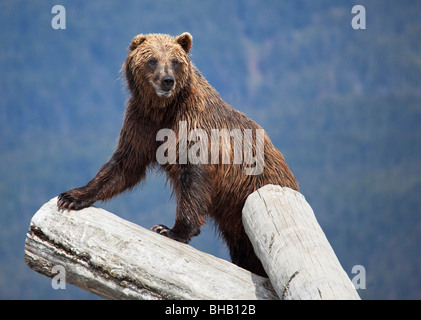 CAPTIVE Grizzly stands on a log at the Alaska Wildlife Conservation Center, Alaska CAPTIVE Stock Photo