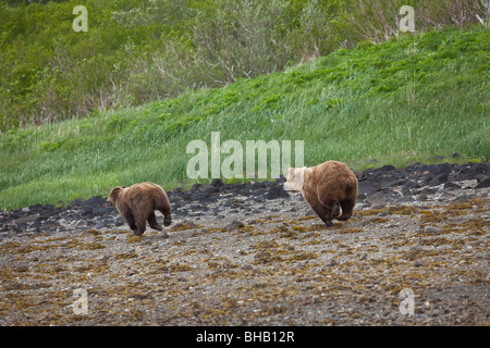 Brown bear runs off another bear on the beach while digging for clams at Geographic Harbor in Katmai National Park, Alaska Stock Photo