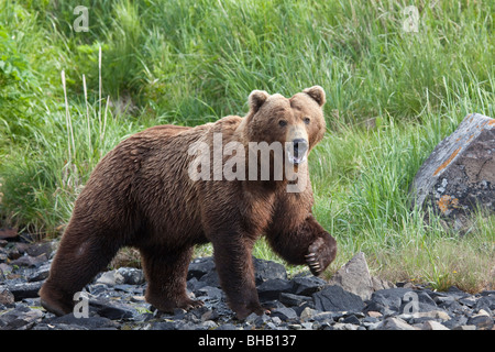 Grizzly walking on a rocky beach with green grass in the background at Geograhic Harbor, Alaska during Summer Stock Photo