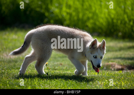 Siberian Husky puppy walks on a grassy area, Alaska, Summer/n Stock Photo