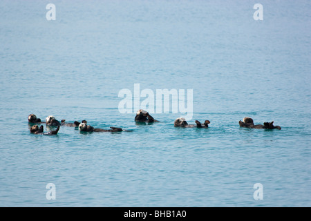 Sea Otters swimming in Prince William Sound, Southcentral Alaska, Summer Stock Photo
