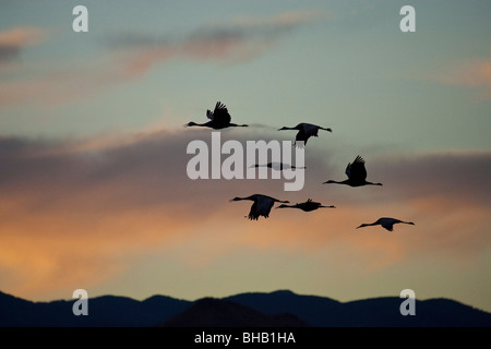 Flock of flying sandhill cranes at sunset, Bosque del Apache Wildlife Refuge, New Mexico, Winter Stock Photo
