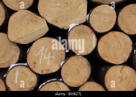 logs piled up in a forest. Photo by Willy Matheisl Stock Photo