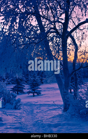 View of trees covered with hoarfrost just before dawn, Earthquake Park, Anchorage, Southcentral Alaska, Winter Stock Photo
