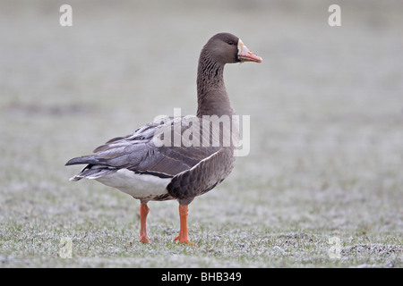 Juvenile Greenland White Fronted Goose Stock Photo