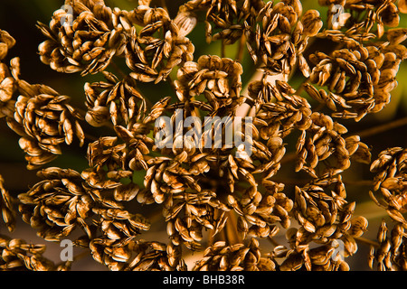 Close up of Cow Parsnip seeds, Kodiak Island, Southwest Alaska, Fall Stock Photo